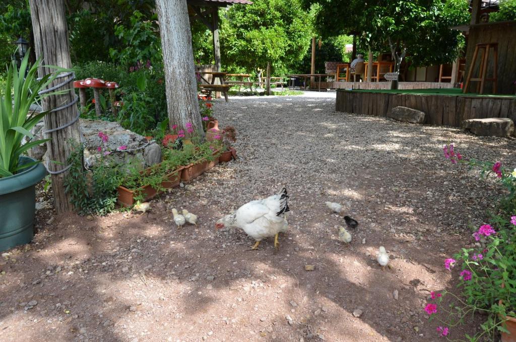 Olympos Yakamoz Pansiyon Exterior photo